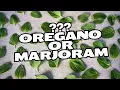 Difference between OREGANO and MARJORAM and how to grow this delicious herb
