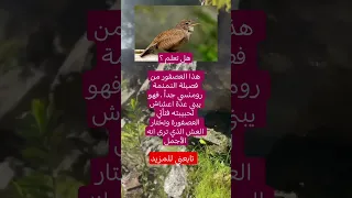 هل تعلم هذا العصفور من فصيلة النمنمة رومنسي جدا فهو يبني عدة اعشاش لحبيبته فتأتي العصفورة 