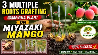 3 Multiple Roots Grafting With Seed On Miyazaki Plant..