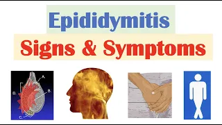 Epididymitis Scrotal Pain Signs Symptoms Why They Occur