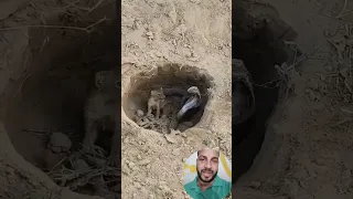 الافعي والنمس دويتو اقنباسات Motivation اكسبلور معلومات 