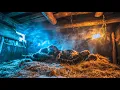Download Lagu How Did Vikings Survive Blizzards Without Firewood?