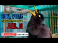Lagu jalak kebo gacor coba buat pancingan pagi - siang - sore malam burung jalak bahan pasti cepat bunyi