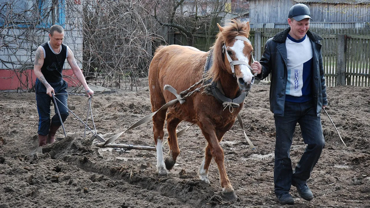 Соха Фото
