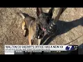 Meet Atlas the newest member of the Walton County Sheriff s Office