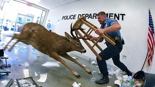 Полицейские Против Диких Животных | Камера Засняла Всё
