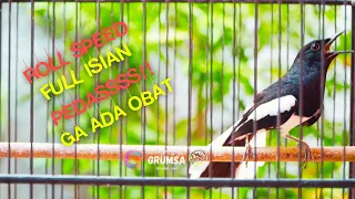 kacer gacor full isian ngobra speed rapat mewah bagus buat naikin emosi kacer lain atau tes mental