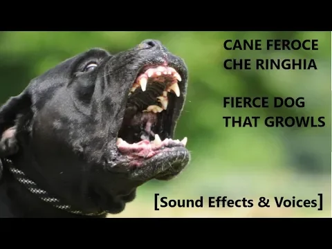 Download MP3 Cane Feroce che Ringhia 🐺 Fierce Dog that Growls 🐺 [Sound Effects & Voices] 🐺