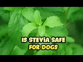 Can Dogs Have Stevia - Is it Toxic to Puppies