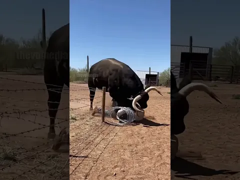 Bull Stands His Ground