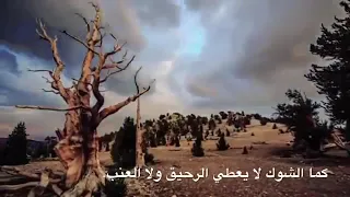 انشودة وكن رضيا    دندنها