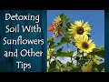 Download Lagu Sunflowers for Detoxing Soil and Other Tips