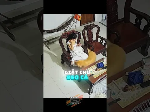 Chú chó nhớ mùi của chủ