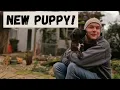 Our New Puppy Boxer Puppy first Day at Home