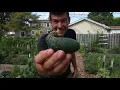 5 Reasons Cucumbers Become Deformed or Misshapen