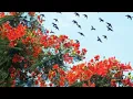 Download Lagu HOA HỌC TRÒ(Nhạc Anh Bằng +Thơ  Nhất Tuấn)Duy Quang \u0026Ngọc Lan