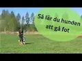 Download Lagu Så lär du hunden att gå fot