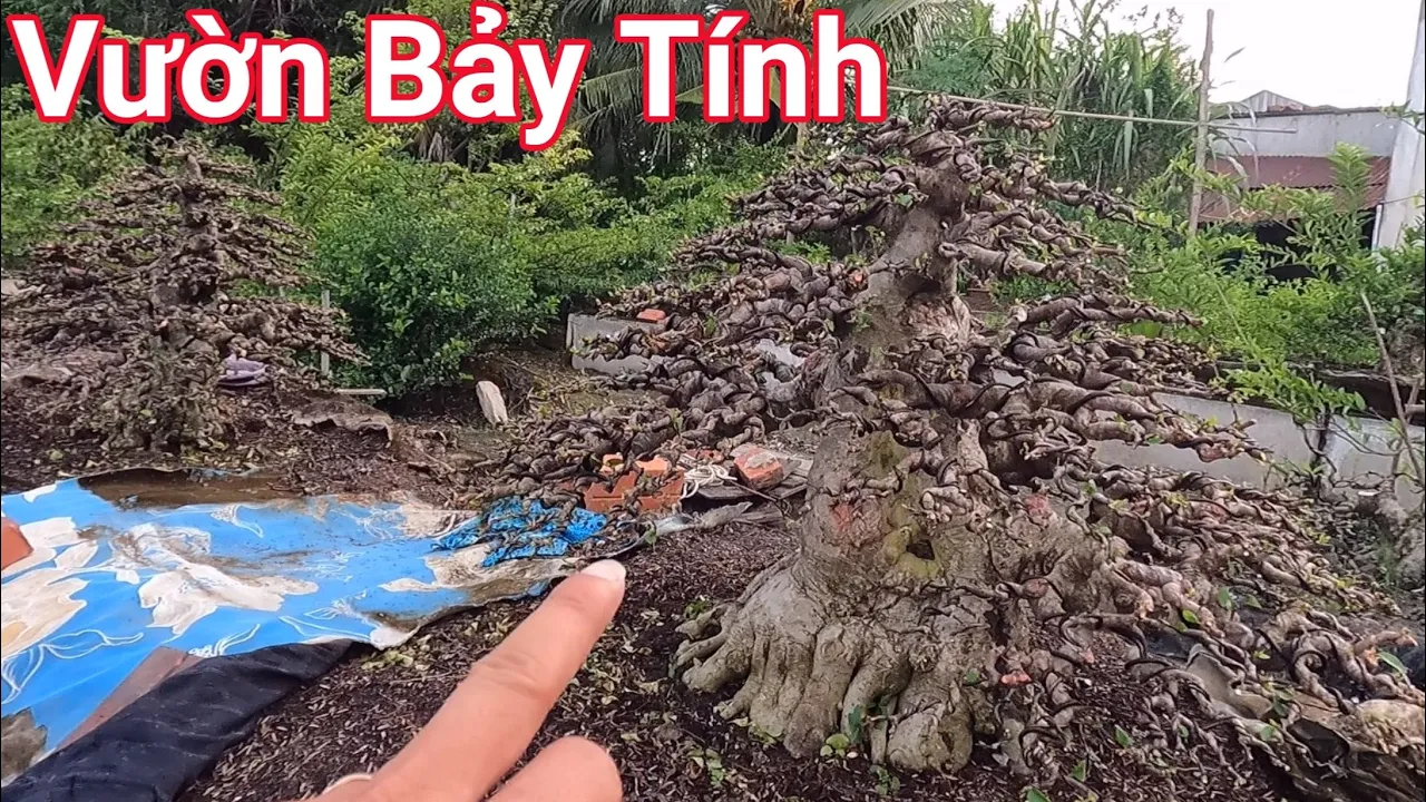 Tu luyện Bonsai đỉnh cao nơi tạo ra nhiều siêu phẩm vườn Bảy Tính ở Cần Thơ