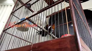 suara isian burung paling di cari kicau mania masteran ampuh cililin gacor