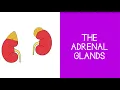 5 5 Endocrine The Adrenal Glands
