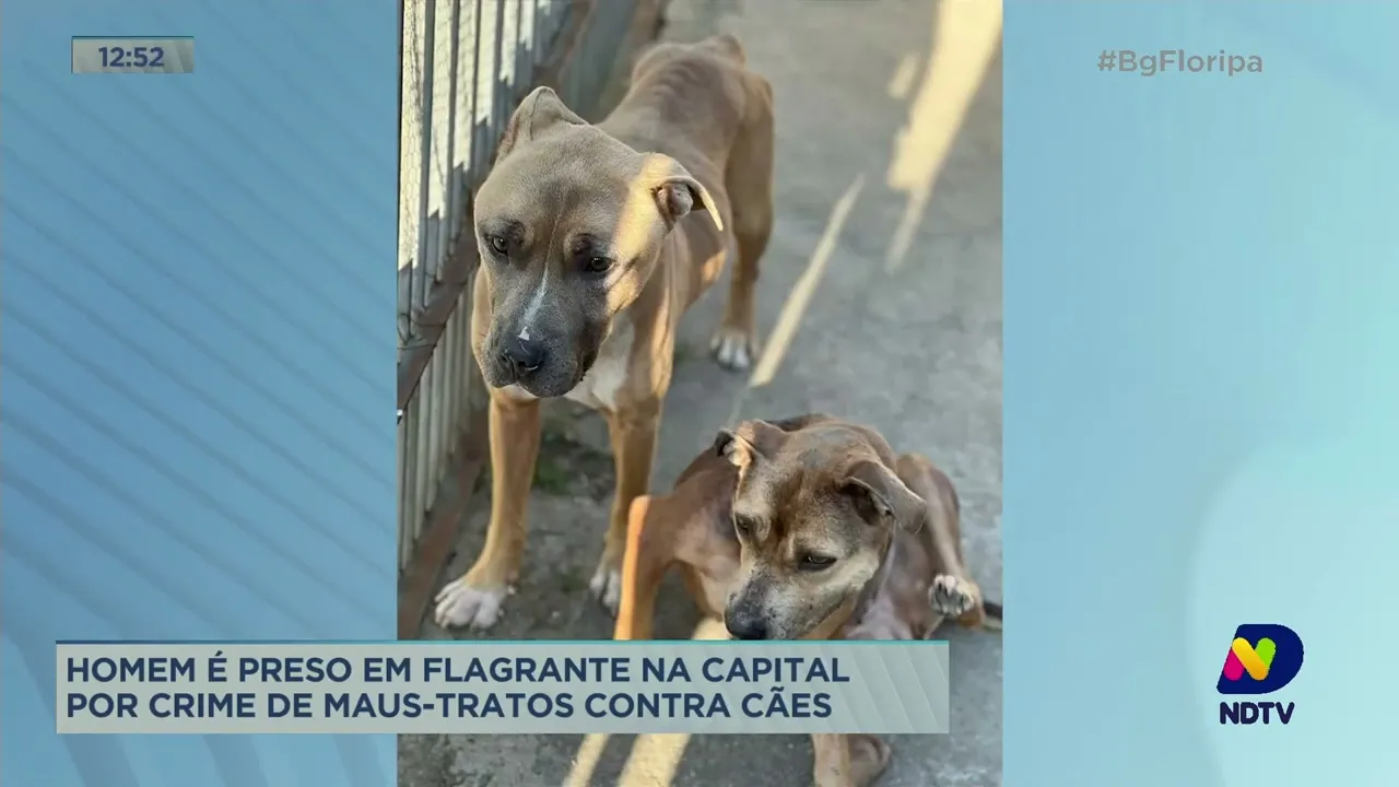 Homem é preso em flagrante por crime de maus-tratos contra cães, em Florianópolis