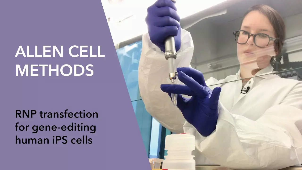 RNP Transfection Protocol for Gene Editing Human iPS Cells
