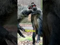 Download Lagu Suara Babi Hutan Itu Gila