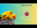 The Quick Guide to Sun Conures Lifespan Colors Diet Behavior and More