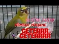 Buxtoni nembak panjang geter geterrr...