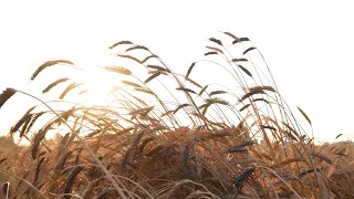 Karakılçık Buğdayının Kadim Mirası, Anadolu Lezzetleri ile Yaşamaya Devam Ediyor 🌾