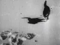 Wolves - Phosphorescent