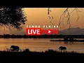 Lagu Live from Tembo Plains | Elephants \u0026 Wildlife on the Zambezi
