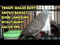 Perkutut Lokal Gacor Suara Super Kristal - Pancingan Malas Bunyi  (99%AMPUH BANGET)