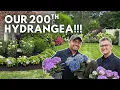 Download Lagu Planting a Hydrangea Hedge That Blooms All Season! 🌸 Our 200th Hydrangea!!