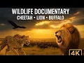 Download Lagu Cheetah, Lion \u0026 Buffalo | Wildlife Documentary 4K Ultra HD | African Savannah | The Jungle Diaries