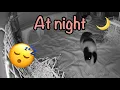 What my guinea pig does at night