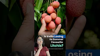 Climate Change Is Destroying India’s Favourite Summer Fruit thumbnail