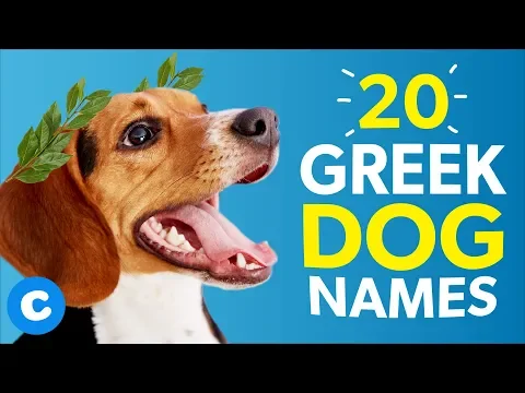 20 Greek Dog Names | Chewy