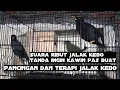 suara jalak kebo jantan dan betina tanda ingin kawin sangat pas buat pancingan dan terapi jalak kebo