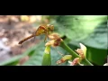 Dragonfly eating mosquito