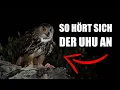 Uhu - Vogelstimmen lernen