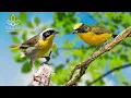 Download Lagu Relaxing Bird Sounds | Nature Ambience for Stress Relief \u0026 Tranquility - 11 Hours Peace of Mind