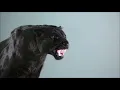 Shame On the Moon - Bob Seger (& the Silver Bullet Band)  HD (lyrics)