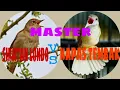 Download Lagu Masteran sikatan londo dan kapas tembak,durasi panjang full tembakan