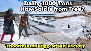 how salt is made daily 1000 tons harvesting thoothukudi massive factory kristal salt i twk