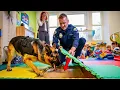 Download Lagu K9 Dog Scratches Daycare Floor—Uncovers Hidden Chamber That Shocks Entire Town