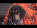 Wiener Dog Night to benefit Dakota Dachshund Rescue