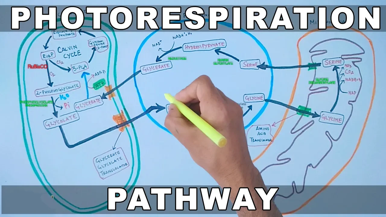 Photorespiration Pathway