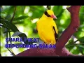Download Lagu Suara Pikat Kepondang Galak