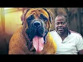 GIANT BOERBOELS Breeder Explains Why The Breed Isn t For EVERYBODY